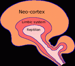 Triune Brain Model