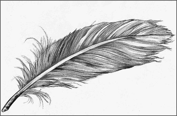 feather